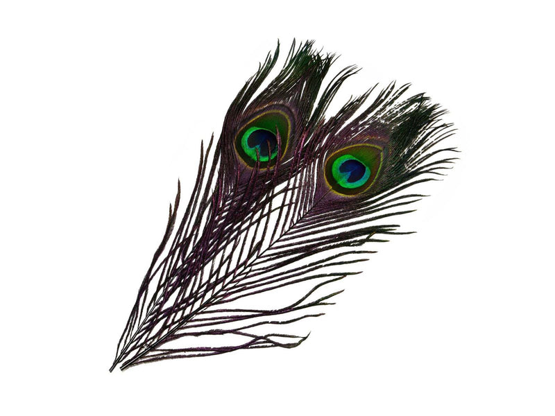 Frödin Peacock Eye Feathers